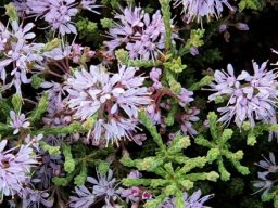 Agathosma capitata young flowers