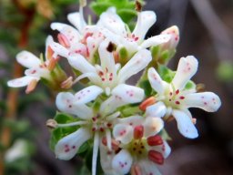 Agathosma martiana flowers