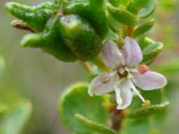 Agathosma odoratissima flower and fruit