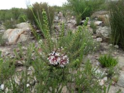 Agathosma roodebergensis