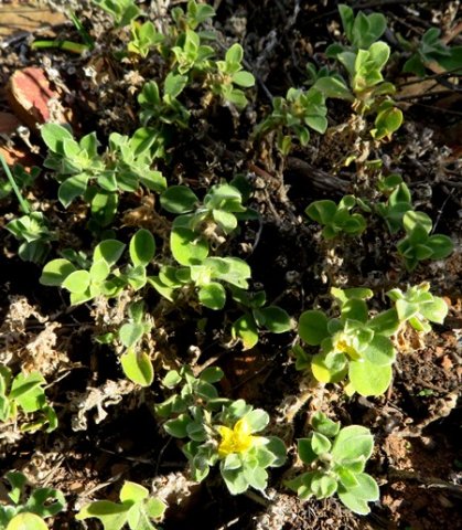 Aizoon glinoides