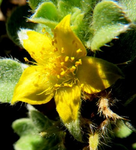 Aizoon glinoides flower