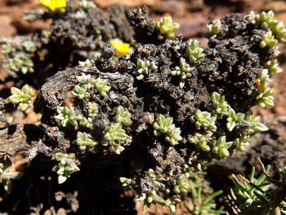 Aizoon karooicum aged plant