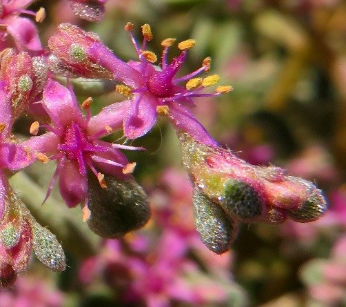 Aizoon species flowers