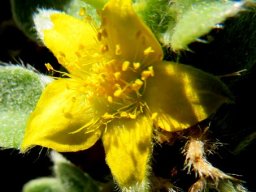 Aizoon glinoides flower