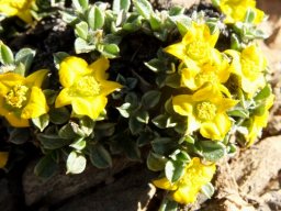 Aizoon karooicum