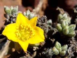 Aizoon karooicum flower