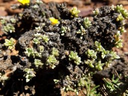 Aizoon karooicum aged plant