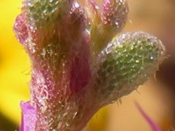 Aizoon species glassy stem-tip