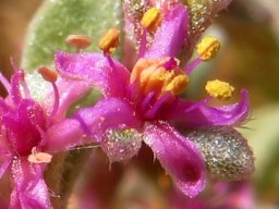 Aizoon species flower