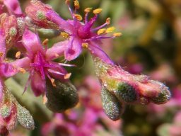 Aizoon species flowers