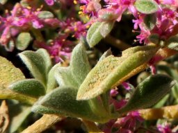 Aizoon species leaves