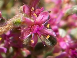 Aizoon species stem-tip