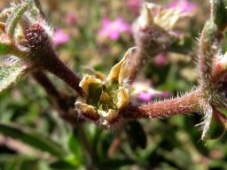 Aizoon paniculatum green fruit