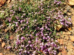 Aizoon paniculatum