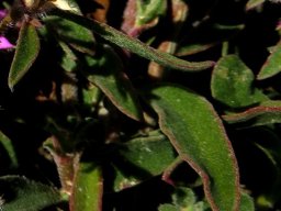 Aizoon paniculatum leaves