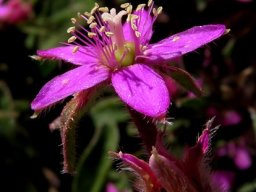 Aizoon paniculatum young flower