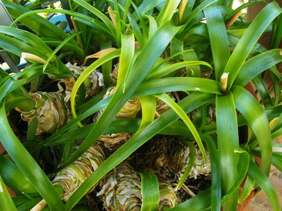 Albuca batteniana