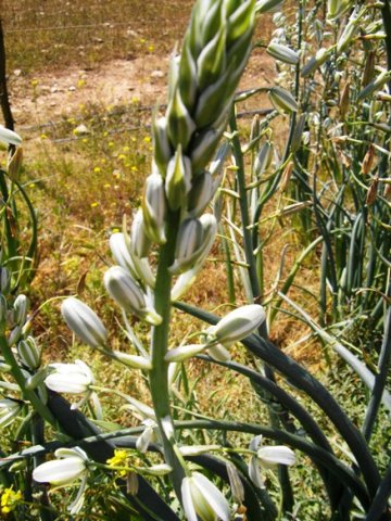 Albuca canadensis flowers
