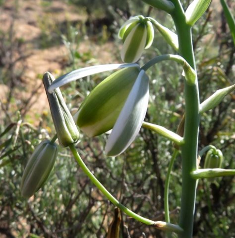 Albuca canadensis flower half-open, half-nodding