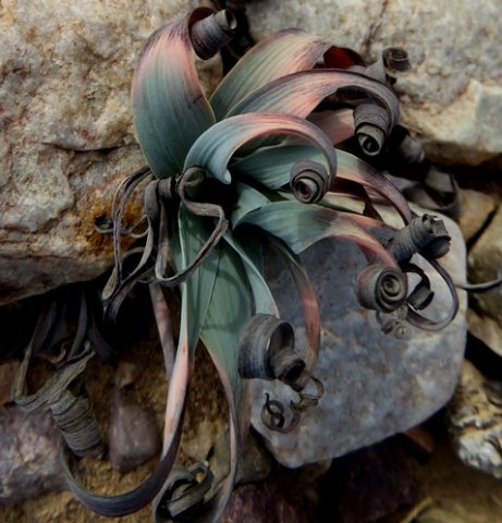 Albuca concordiana tricolour leaves