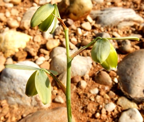 Albuca cooperi short raceme