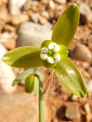 Albuca cooperi tepal tips