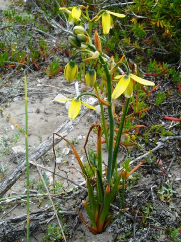 Albuca flaccida doing its best