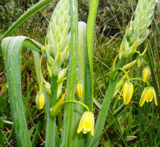 Albuca flaccida