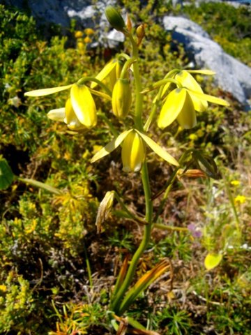 Albuca fragrans