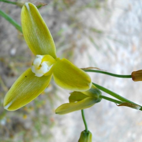 Albuca fragrans flower