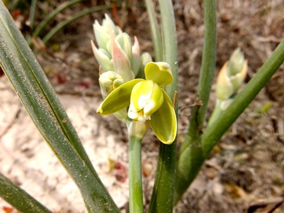 Albuca grandis flower