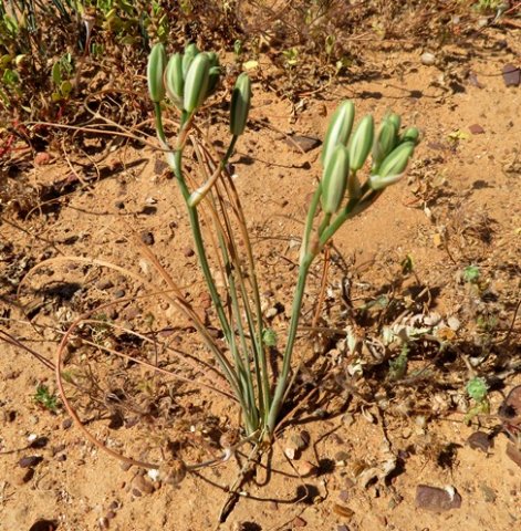 Albuca longipes buds