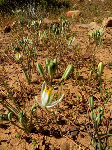 Albuca longipes