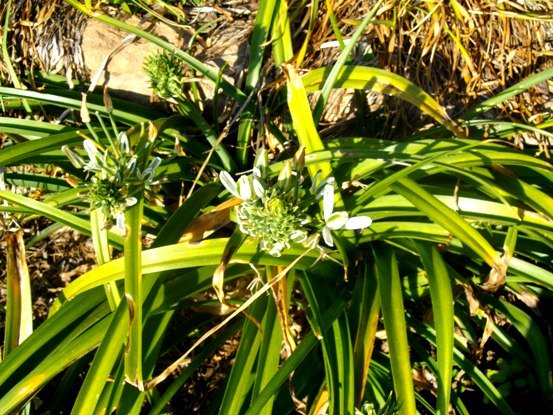 Albuca nelsonii