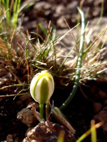Albuca setosa budding
