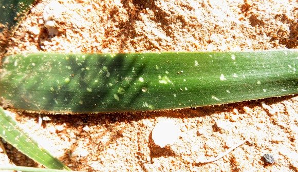 Albuca secunda rough leaf margins