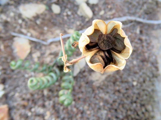 Albuca viscosa seeds