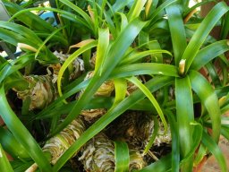 Albuca batteniana