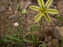 Albuca concordiana flower and buds