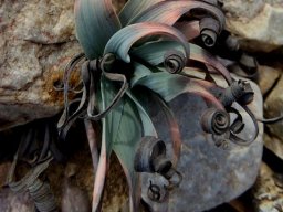 Albuca concordiana tricolour leaves