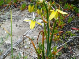 Albuca flaccida doing its best