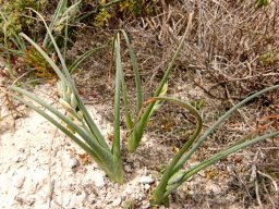 Albuca grandis leaves in the sand
