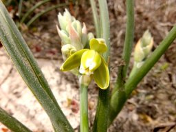 Albuca grandis flower