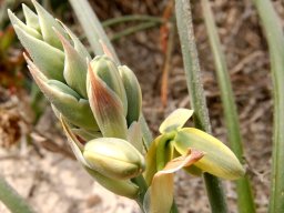 Albuca grandis
