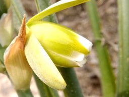 Albuca grandis flower