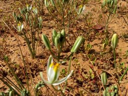 Albuca longipes