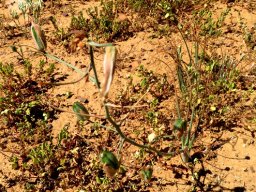 Albuca longipes fruit capsules