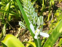 Albuca nelsonii blooming starts