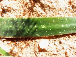 Albuca secunda rough leaf margins